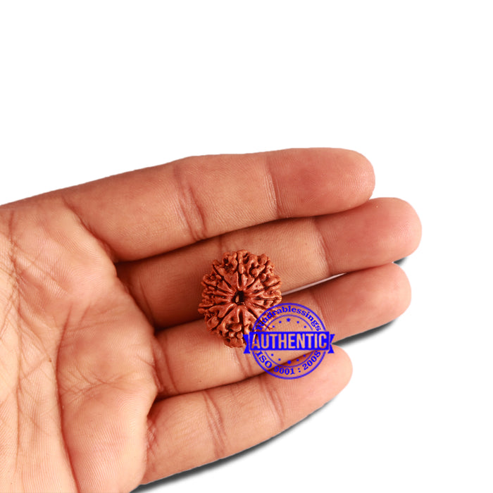 12 Mukhi Nepalese Rudraksha - Bead No 257