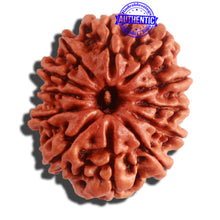 Load image into Gallery viewer, 12 Mukhi Nepalese Rudraksha - Bead No 257
