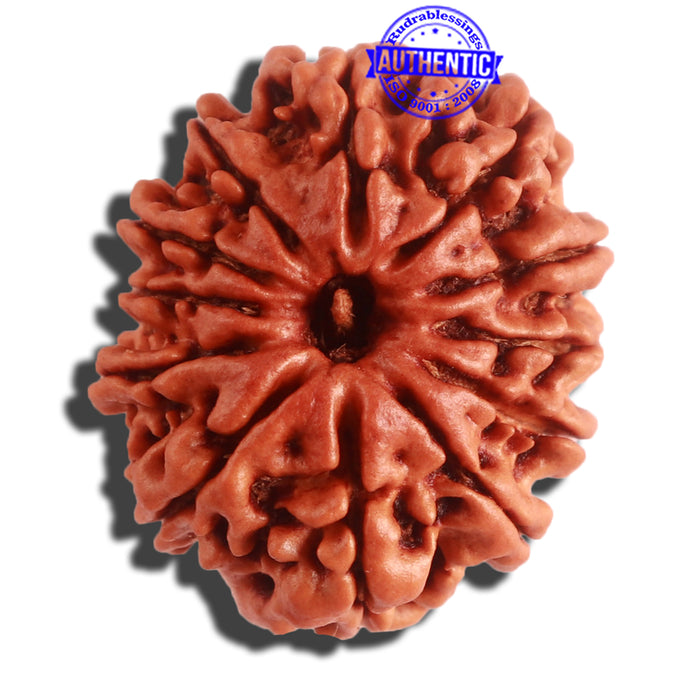 12 Mukhi Nepalese Rudraksha - Bead No 257