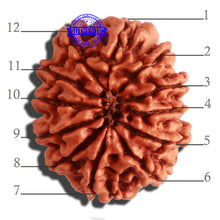 Load image into Gallery viewer, 12 Mukhi Nepalese Rudraksha - Bead No 257
