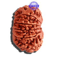 Load image into Gallery viewer, 12 Mukhi Nepalese Rudraksha - Bead No 257
