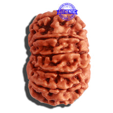 Load image into Gallery viewer, 12 Mukhi Nepalese Rudraksha - Bead No 257
