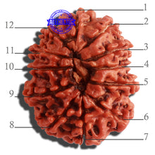 Load image into Gallery viewer, 12 Mukhi Nepalese Rudraksha - Bead No 258
