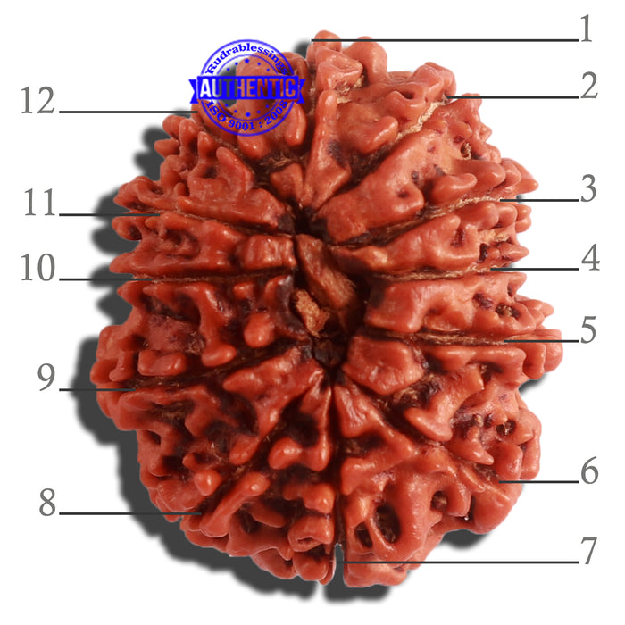 12 Mukhi Nepalese Rudraksha - Bead No 258
