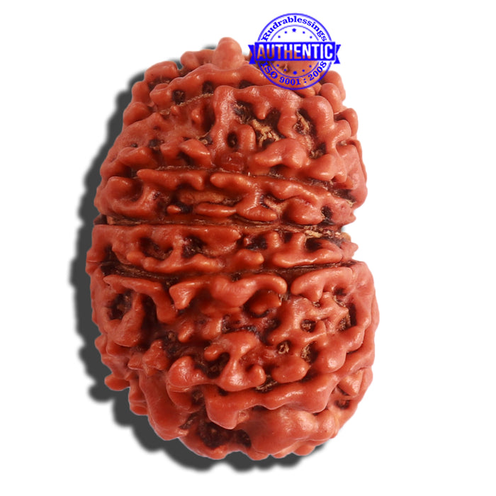 12 Mukhi Nepalese Rudraksha - Bead No 258