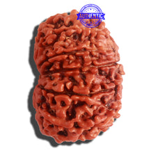 Load image into Gallery viewer, 12 Mukhi Nepalese Rudraksha - Bead No 258
