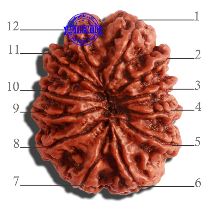 12 Mukhi Nepalese Rudraksha - Bead No 259