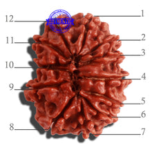 Load image into Gallery viewer, 12 Mukhi Nepalese Rudraksha - Bead No 260
