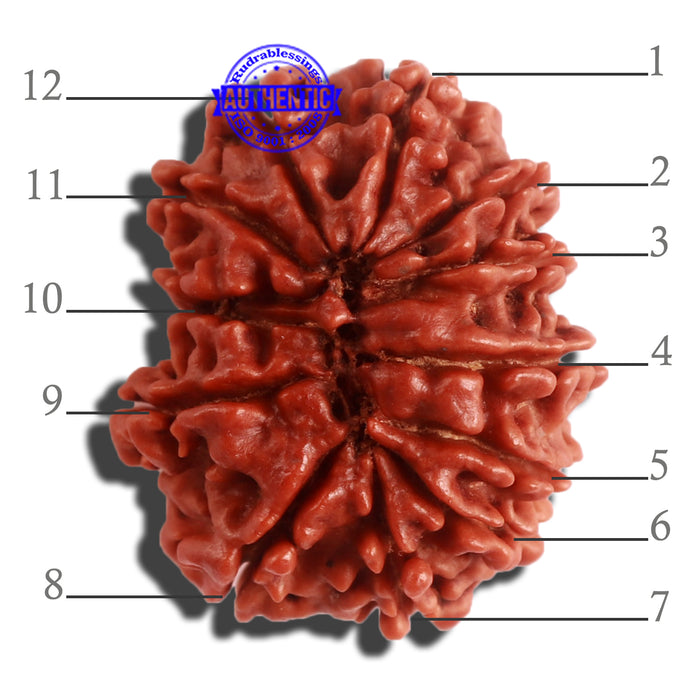 12 Mukhi Nepalese Rudraksha - Bead No 260