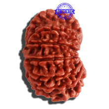 Load image into Gallery viewer, 12 Mukhi Nepalese Rudraksha - Bead No 260
