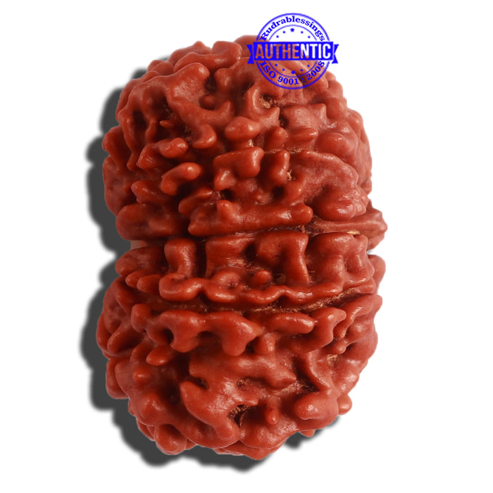 12 Mukhi Nepalese Rudraksha - Bead No 260