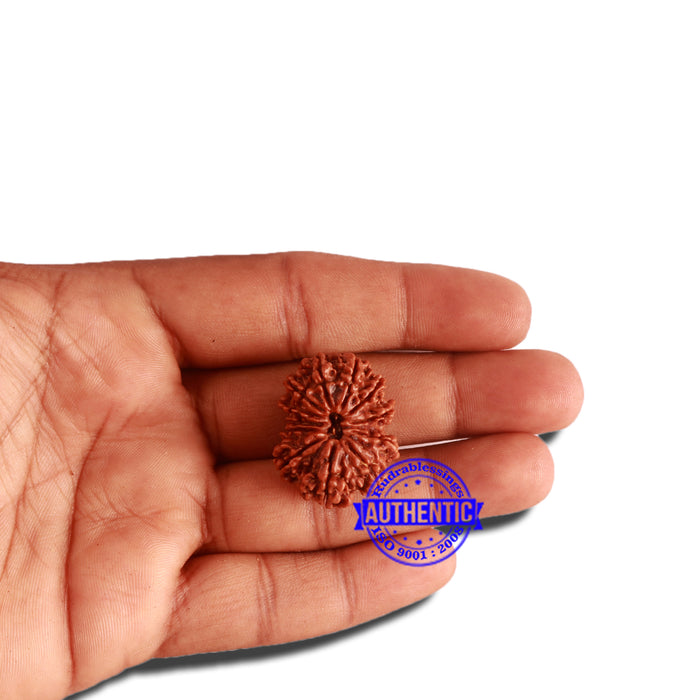 12 Mukhi Nepalese Rudraksha - Bead No 262