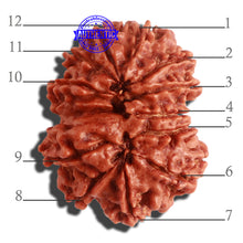 Load image into Gallery viewer, 12 Mukhi Nepalese Rudraksha - Bead No 262
