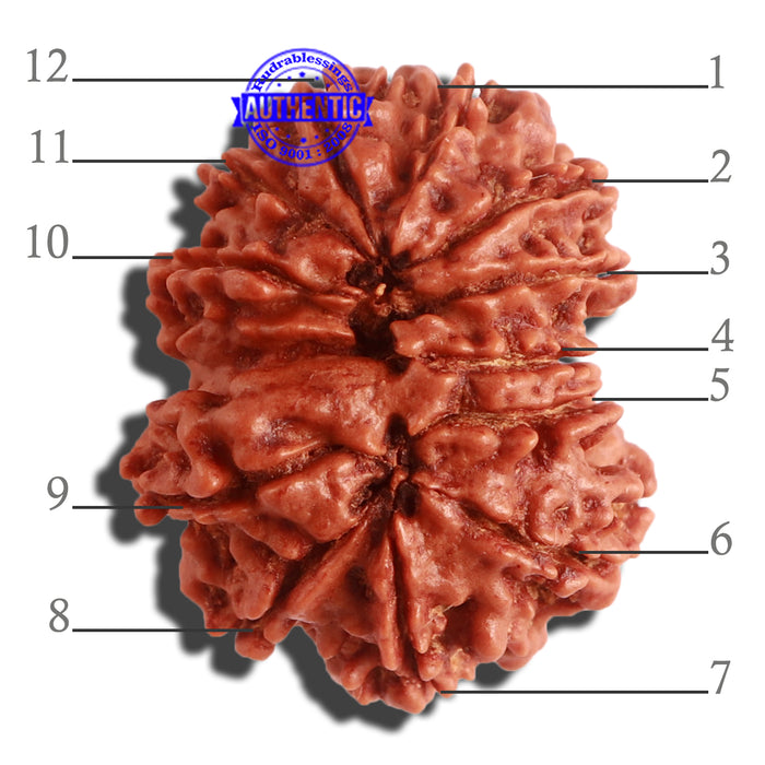 12 Mukhi Nepalese Rudraksha - Bead No 262