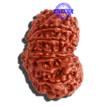 Load image into Gallery viewer, 12 Mukhi Nepalese Rudraksha - Bead No 262
