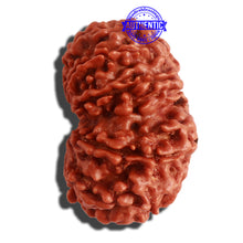Load image into Gallery viewer, 12 Mukhi Nepalese Rudraksha - Bead No 262
