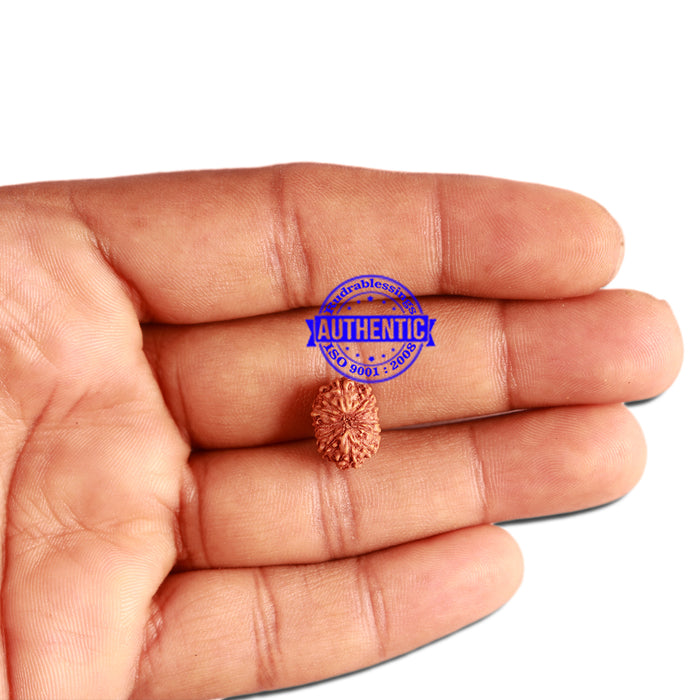 12 Mukhi Indonesian Rudraksha - Bead No. 263