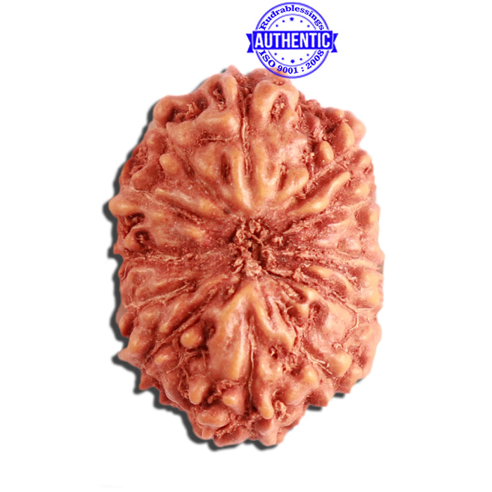 12 Mukhi Indonesian Rudraksha - Bead No. 263