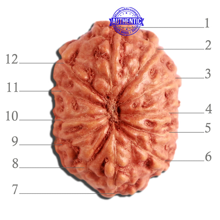 12 Mukhi Indonesian Rudraksha - Bead No. 263