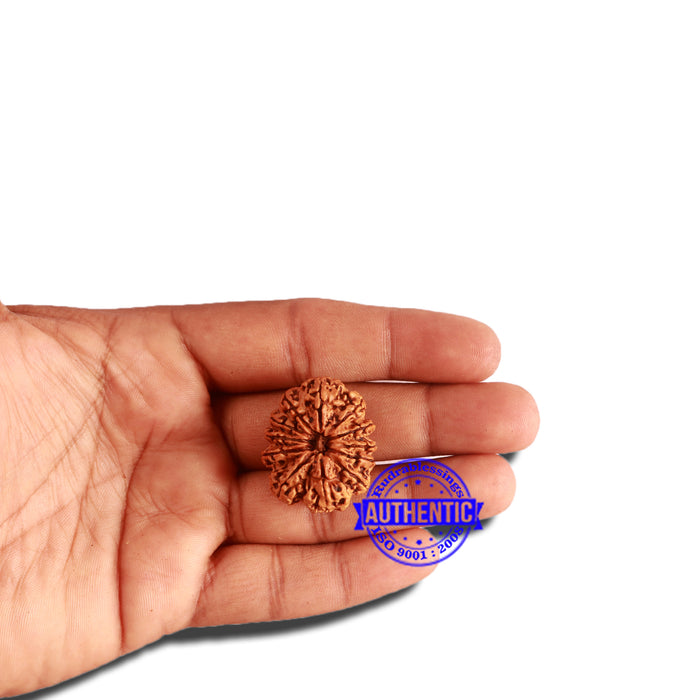 12 Mukhi Nepalese Rudraksha - Bead No. 264