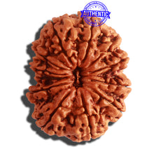 Load image into Gallery viewer, 12 Mukhi Nepalese Rudraksha - Bead No. 266
