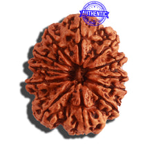Load image into Gallery viewer, 12 Mukhi Nepalese Rudraksha - Bead No. 264
