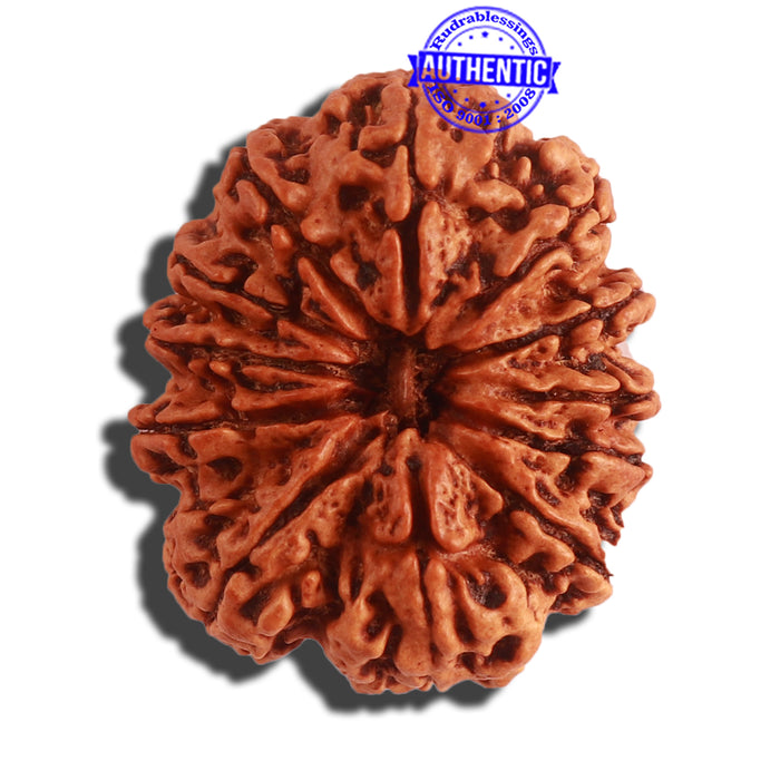 12 Mukhi Nepalese Rudraksha - Bead No. 264
