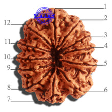 Load image into Gallery viewer, 12 Mukhi Nepalese Rudraksha - Bead No. 264
