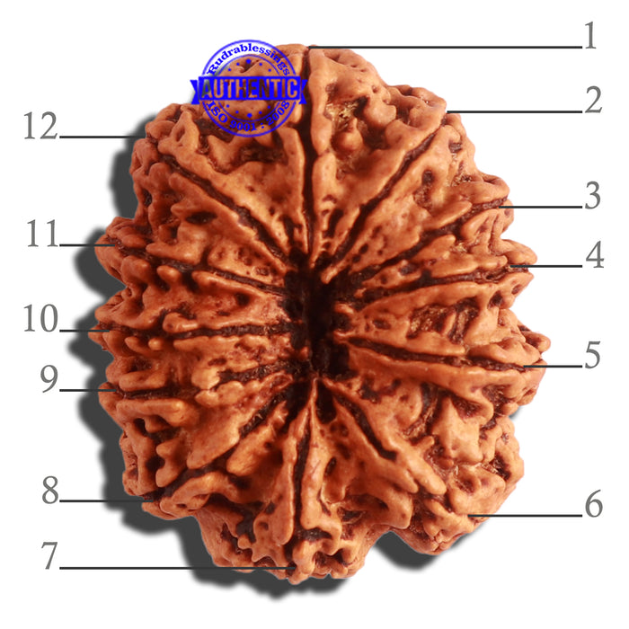 12 Mukhi Nepalese Rudraksha - Bead No. 264