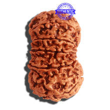 Load image into Gallery viewer, 12 Mukhi Nepalese Rudraksha - Bead No. 264
