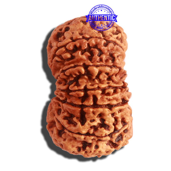 12 Mukhi Nepalese Rudraksha - Bead No. 264