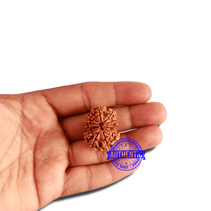 12 Mukhi Nepalese Rudraksha - Bead No. 265