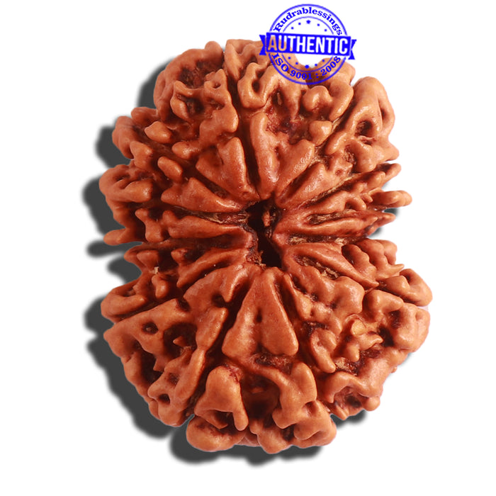 12 Mukhi Nepalese Rudraksha - Bead No. 265