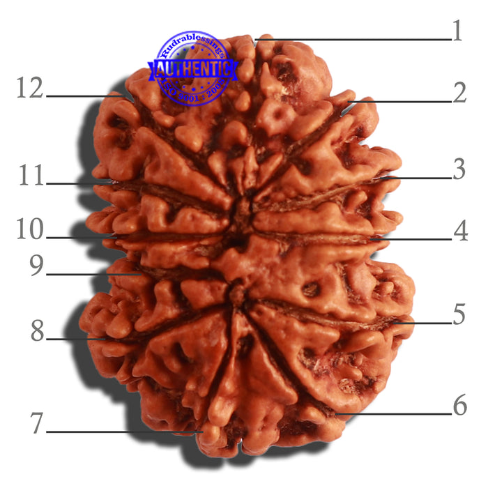 12 Mukhi Nepalese Rudraksha - Bead No. 265
