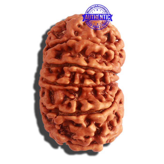 12 Mukhi Nepalese Rudraksha - Bead No. 265
