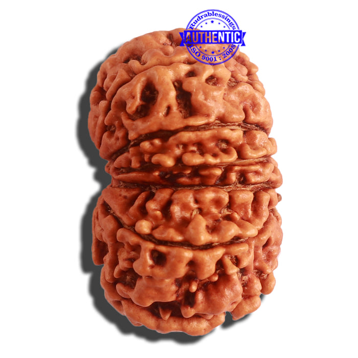 12 Mukhi Nepalese Rudraksha - Bead No. 265