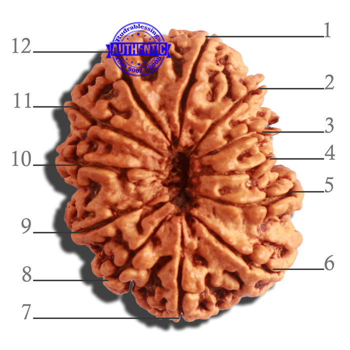 12 Mukhi Nepalese Rudraksha - Bead No. 266