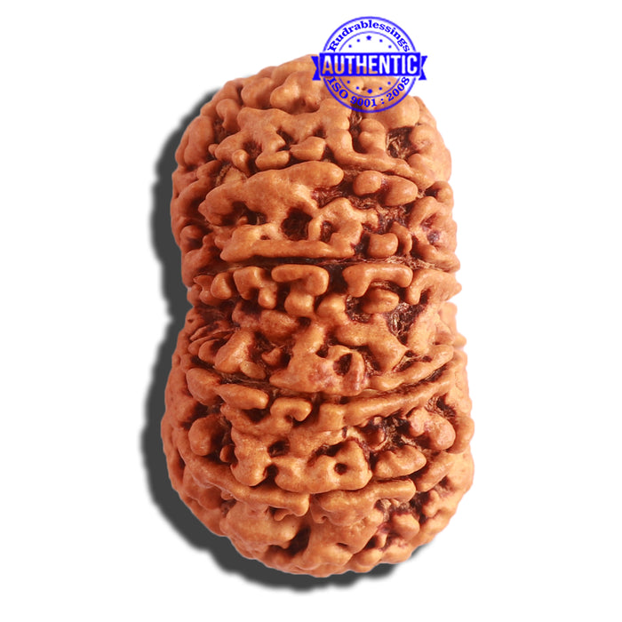 12 Mukhi Nepalese Rudraksha - Bead No. 266