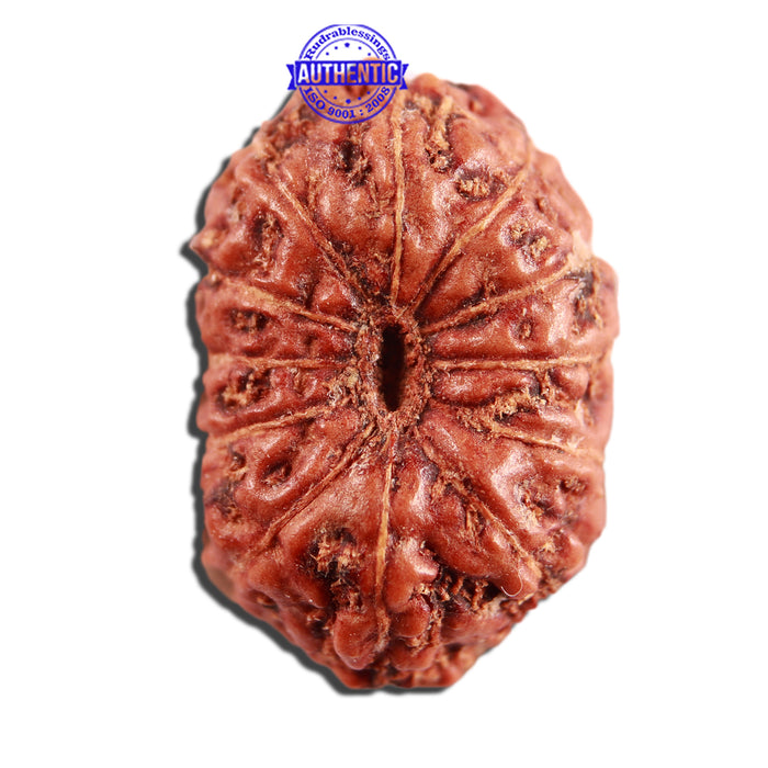 12 Mukhi Indonesian Rudraksha - Bead No. 267