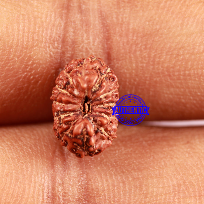 12 Mukhi Indonesian Rudraksha - Bead No. 267