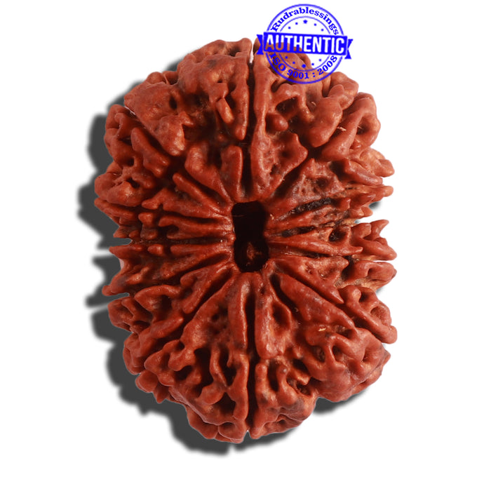 12 Mukhi Nepalese Rudraksha - Bead No. 267
