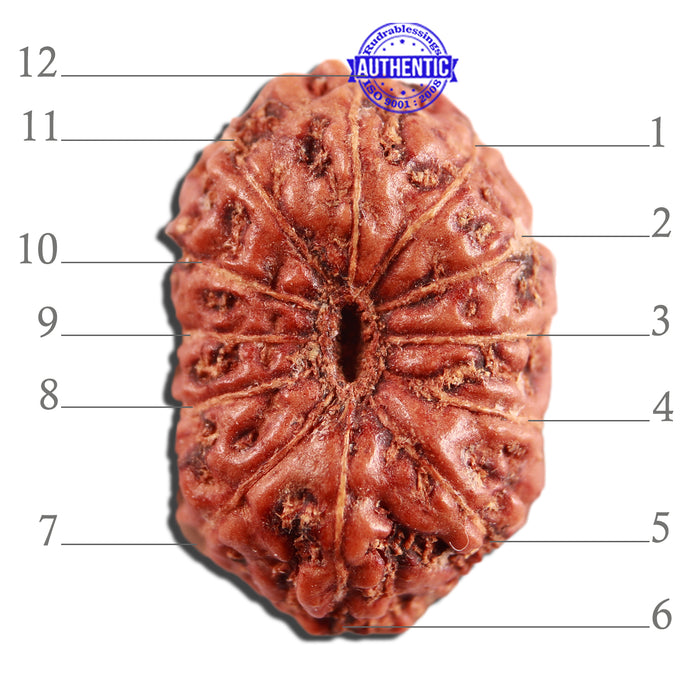 12 Mukhi Indonesian Rudraksha - Bead No. 267