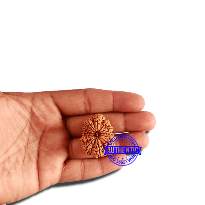 12 Mukhi Nepalese Rudraksha - Bead No 269
