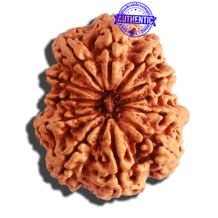 12 Mukhi Nepalese Rudraksha - Bead No 269