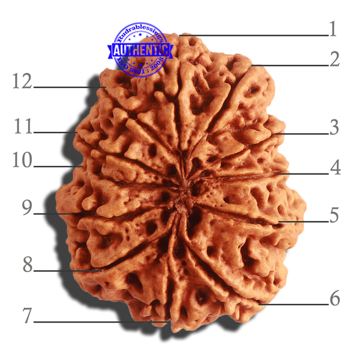 12 Mukhi Nepalese Rudraksha - Bead No 269