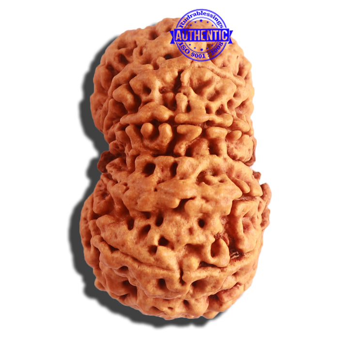 12 Mukhi Nepalese Rudraksha - Bead No 269