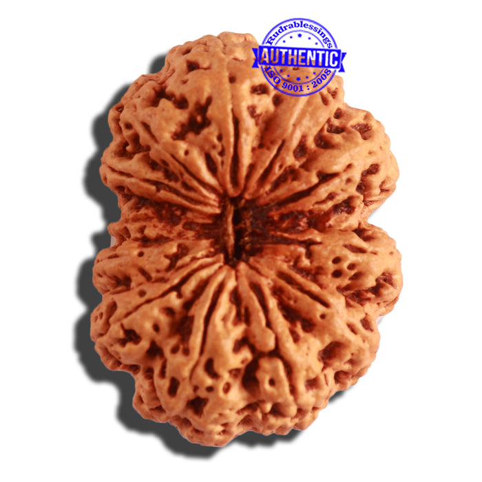 12 Mukhi Nepalese Rudraksha - Bead No 270