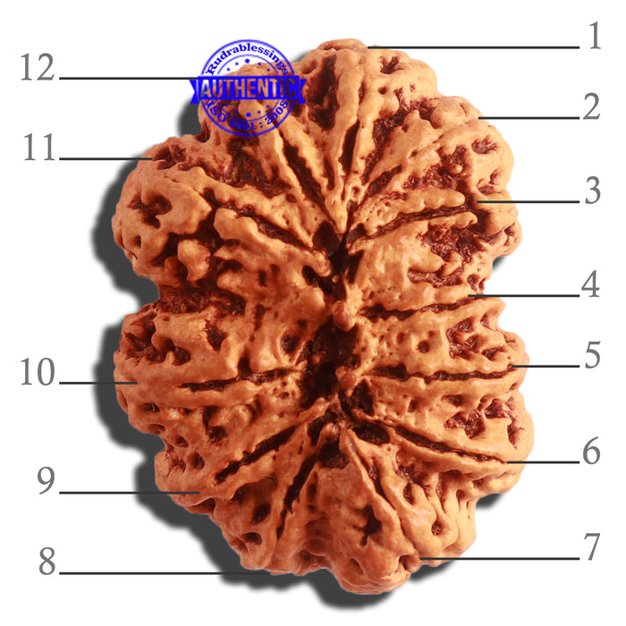 12 Mukhi Nepalese Rudraksha - Bead No 270