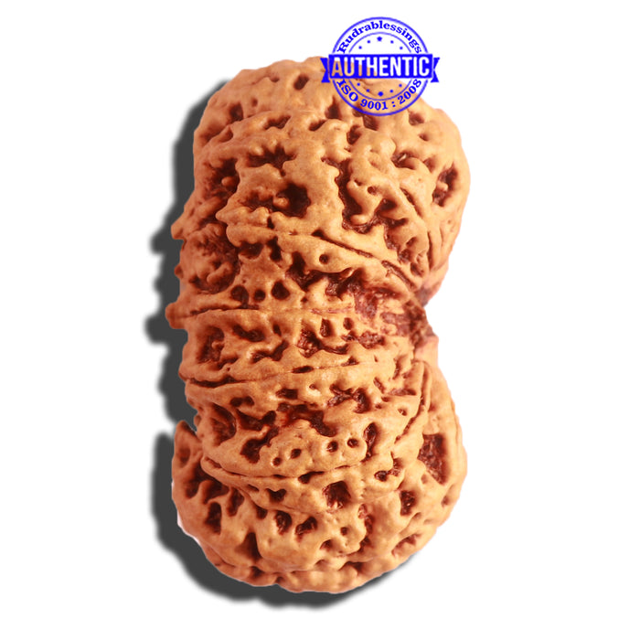 12 Mukhi Nepalese Rudraksha - Bead No 270