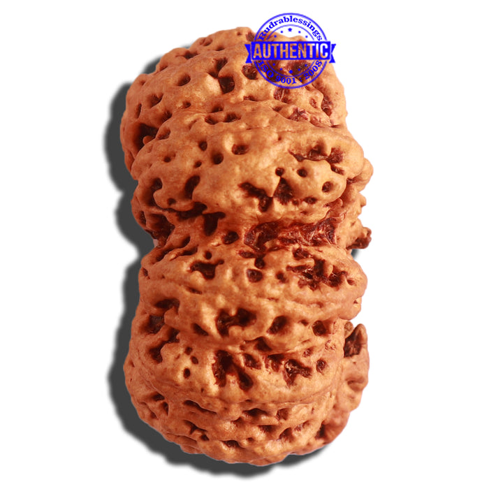 12 Mukhi Nepalese Rudraksha - Bead No 270